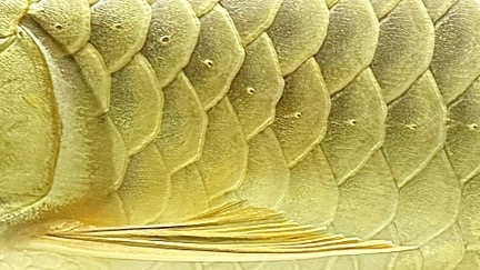 arowanas close-up detail