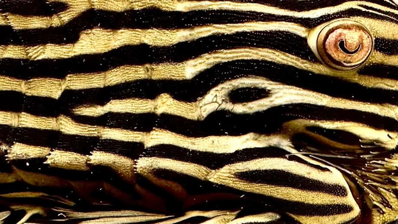 plecos close-up detail