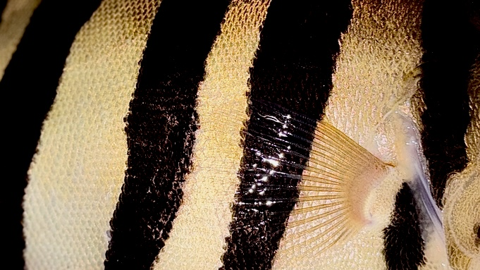 tigerfish close-up detail