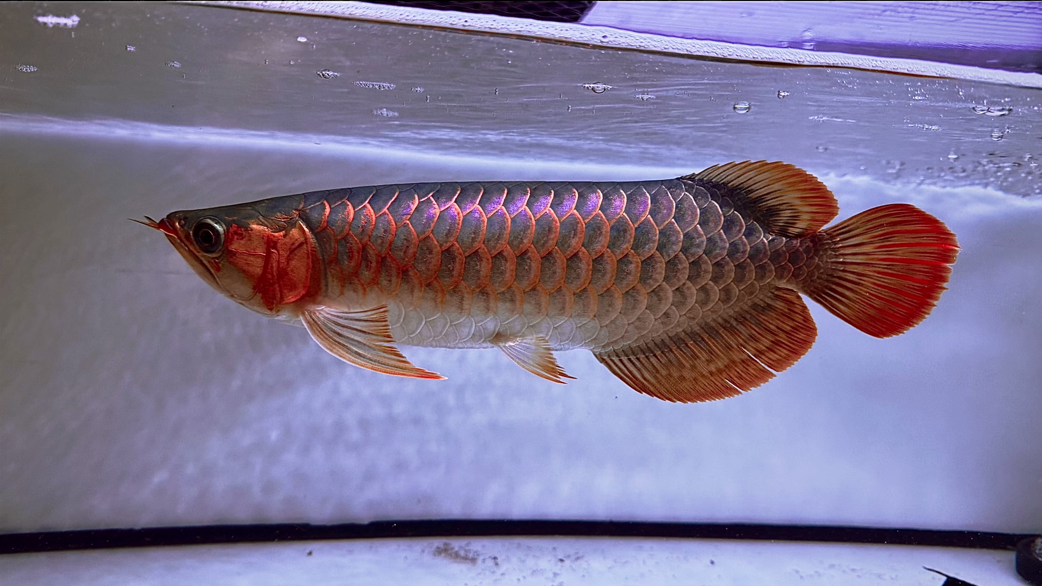 Superred 40cm “Sapphire Flame”, really nice blue base (photo with