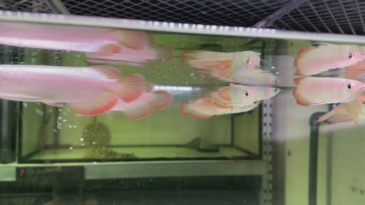 Superred Arowana 15-17cm