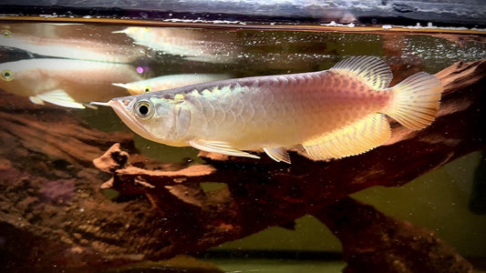 Highback Golden Arowana 15-17cm