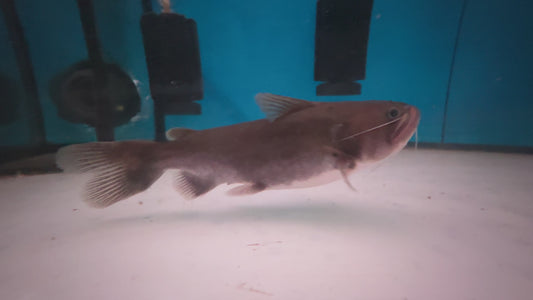 Gulper Catfish 15cm