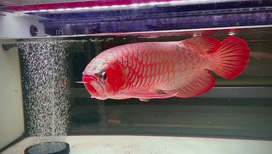 Big Boss Superred Arowana