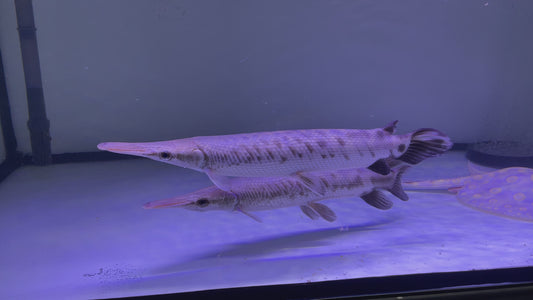 Tropical gar 55-60cm