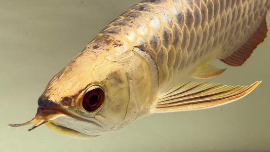 Sharky the Full Gold Arowana