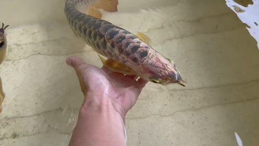 Goldenhead Crossback Arowana 30cm