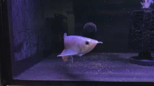 Bluebase Crossback Golden Arowana 15-17cm