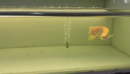 Albino Crossback Arowana (available in 6 weeks)