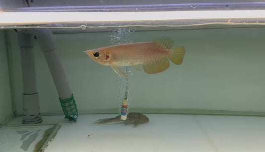 Panda Crossback Arowana 22cm very rare (perfect body, special pointy mouth)